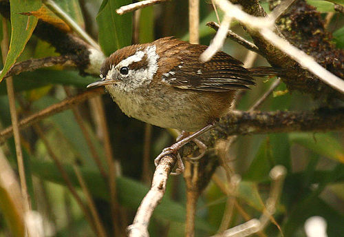 Timberline wren